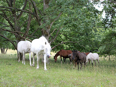 grazing in shade