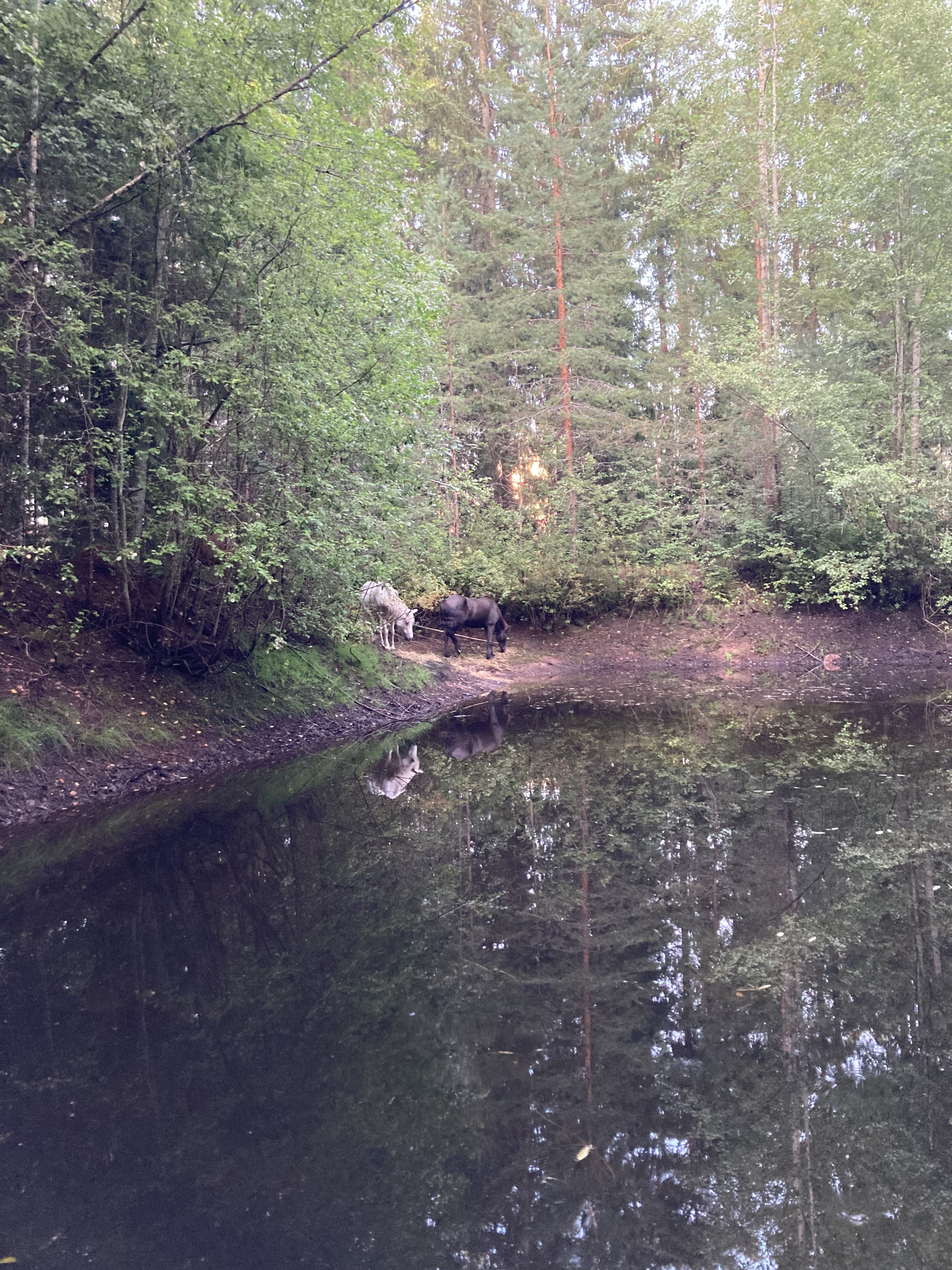 horses at the pond