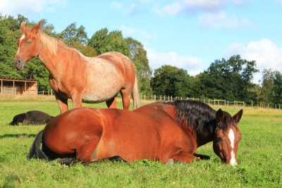 Horses resting in a green summer pasture