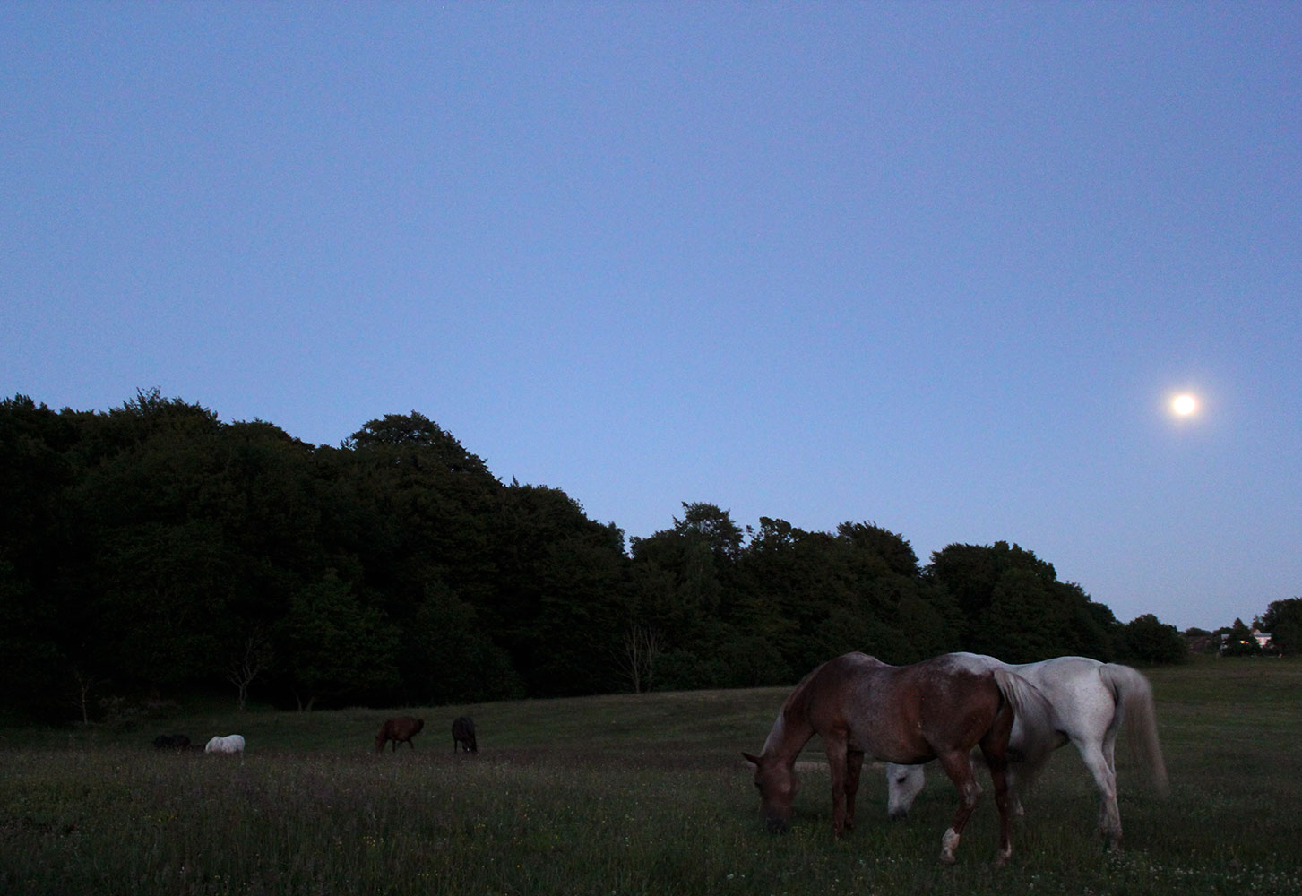 Horses evening