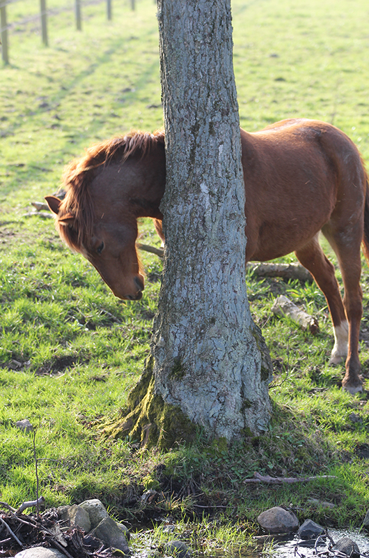 Horse scratching against tree